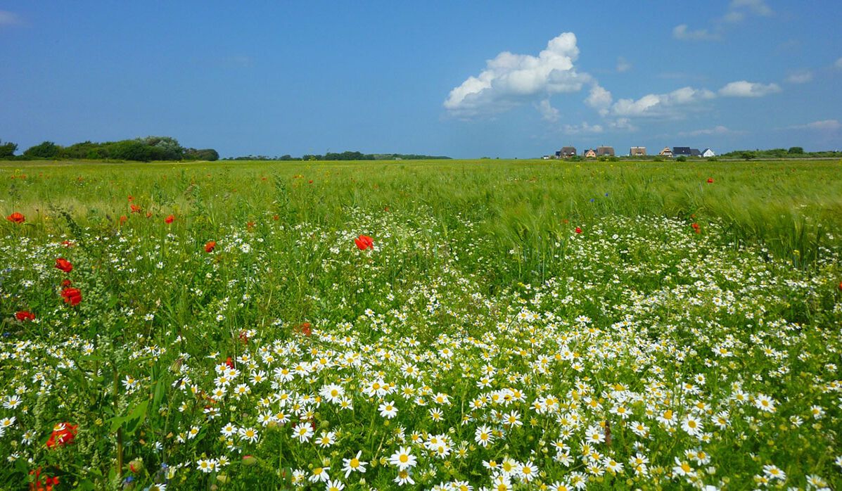 Kornfeld