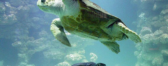 Ozeaneum und Meeresmuseum Stralsund