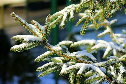 Weihnachtsbaumweitwurf in Vitte auf Hiddensee